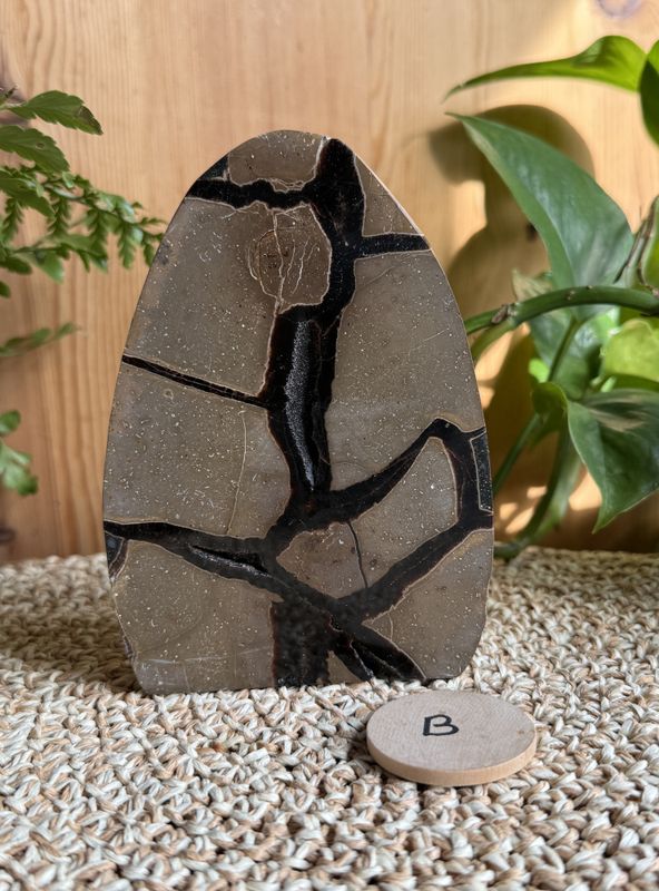 Septarian egg halvt (#60)