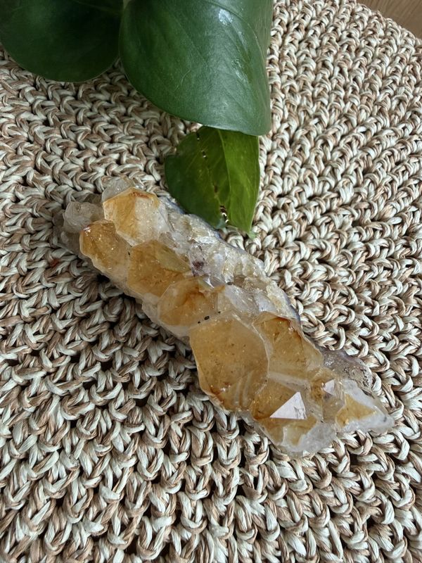 Citringruppe, 9-10 cm (#31)